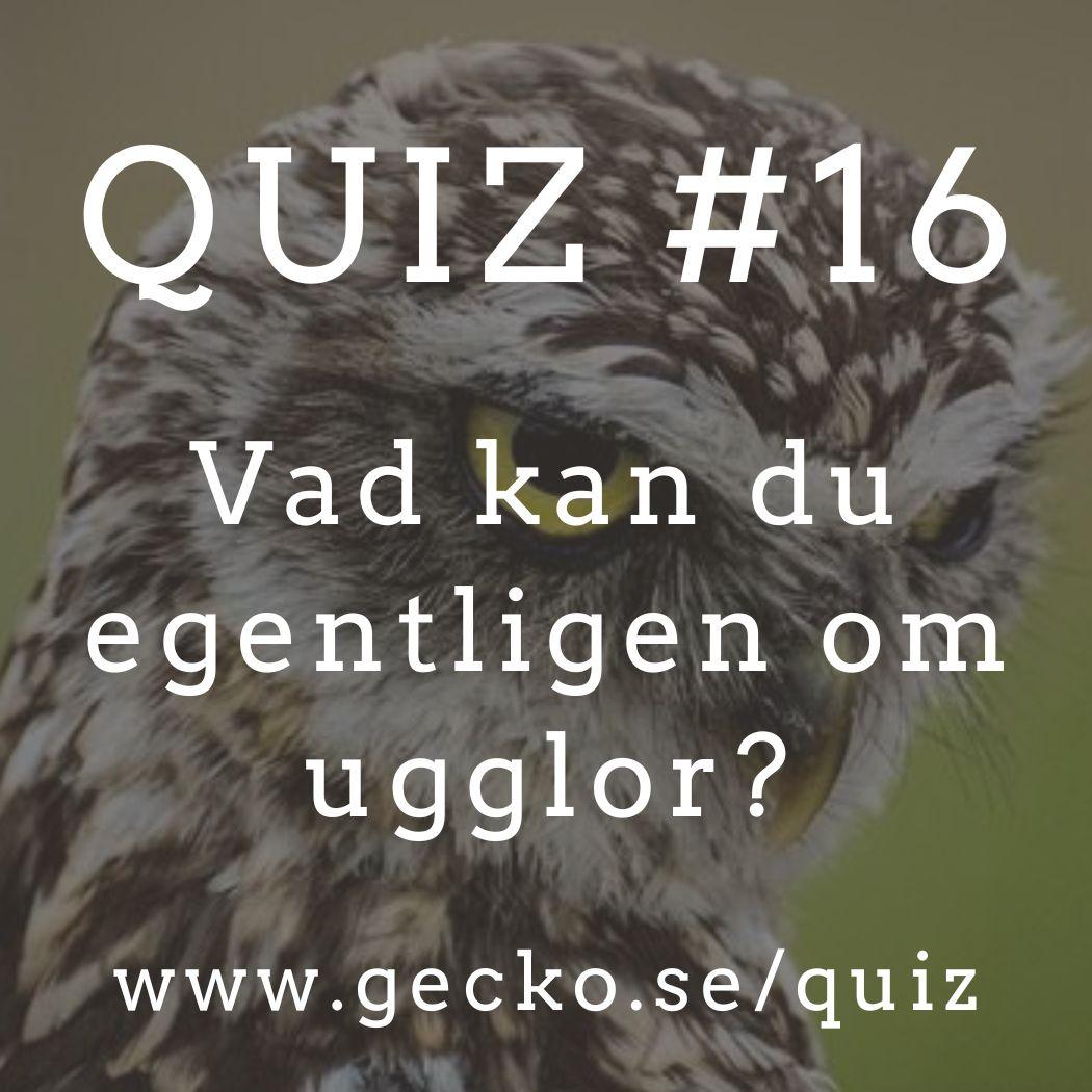 Vad kan du egentligen om Ugglor?