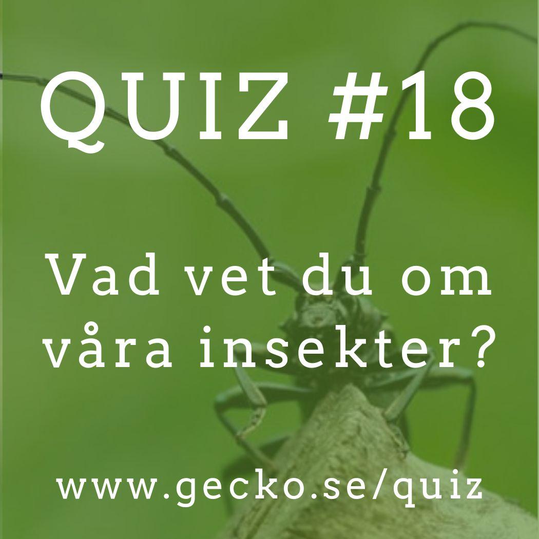 Vad vet du egentligen om insekter