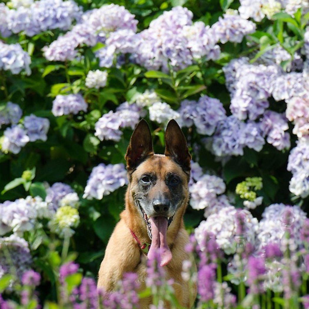 Hortensia: Skötsel, fakta och tips